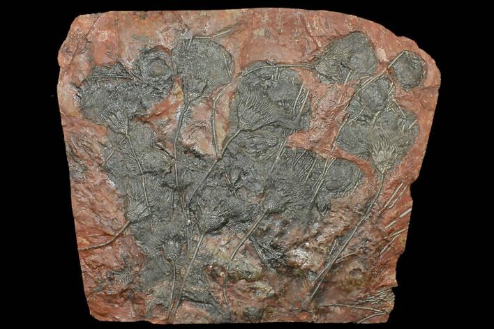 Silurian Fossil Crinoid (Scyphocrinites) Plate - Morocco #134289